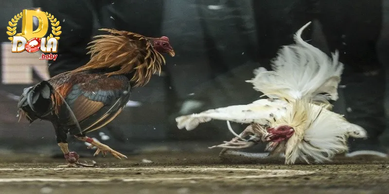 Chi tiết cách nuôi gà đá chân mạnh hiệu quả từ chuyên gia