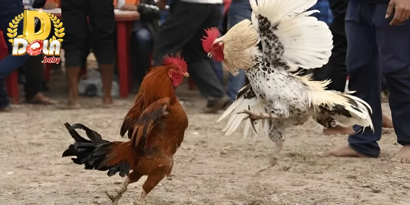 Giới thiệu một vài thông tin cơ bản về đá gà tại DOLA88