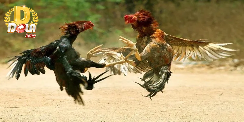 Tìm hiểu đôi nét thông tin khái quát về trại đá gà
